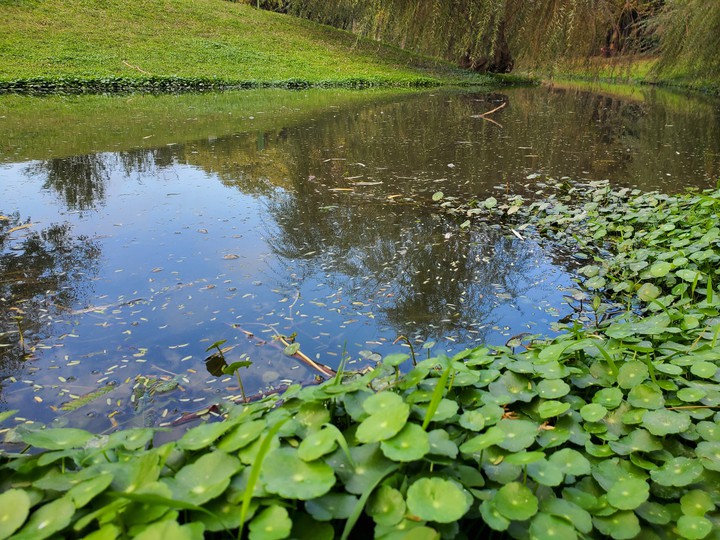 Green in Barclay Park