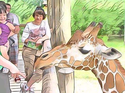 Hungry Giraffe