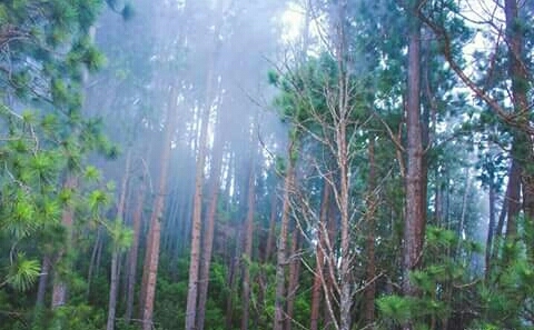 Forest ........