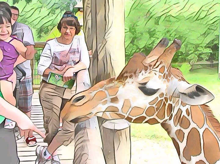 Hungry Giraffe