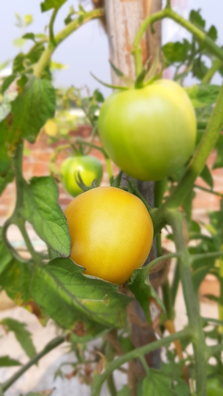 Tomato