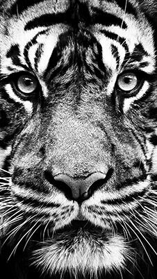 Black and withe tiger