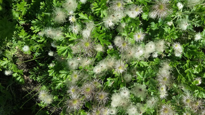 dandelion
