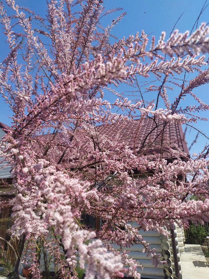 pink#