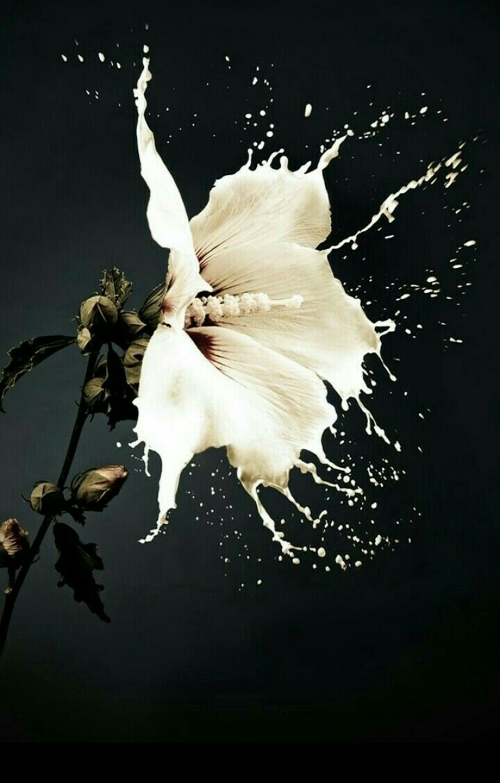 milk