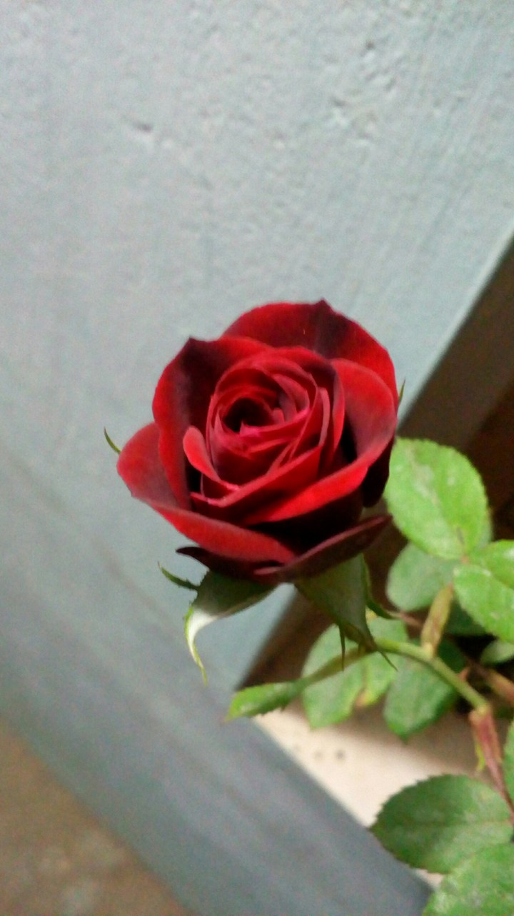 Bud Rose