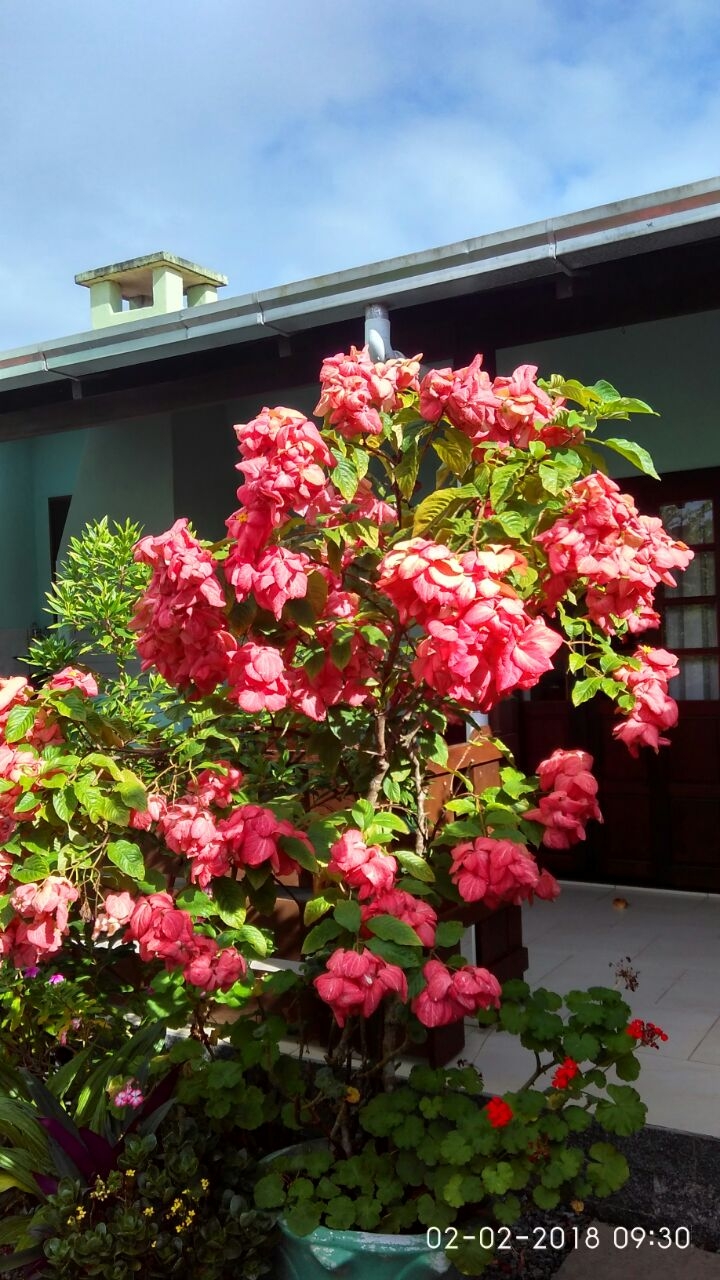 Primavera