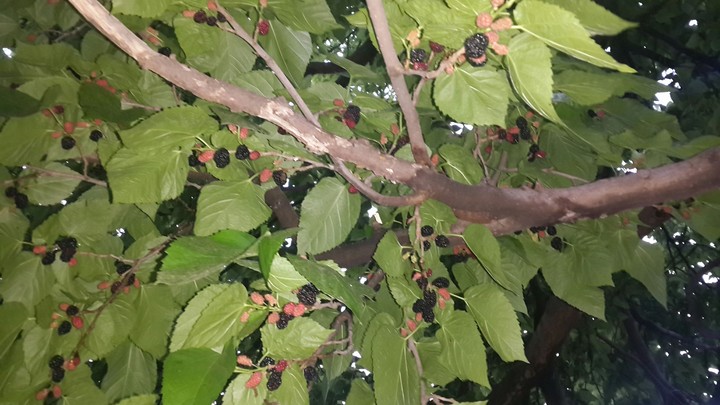 mulberry