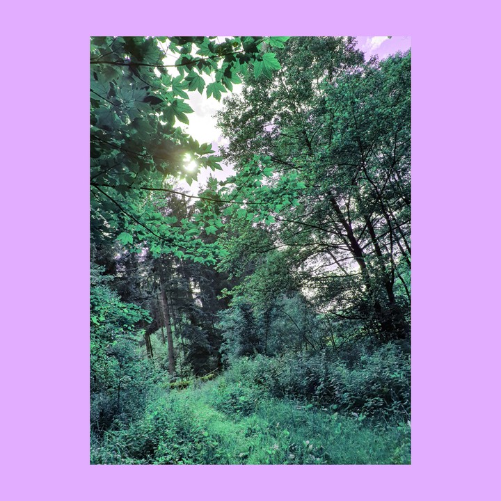 lillac forest