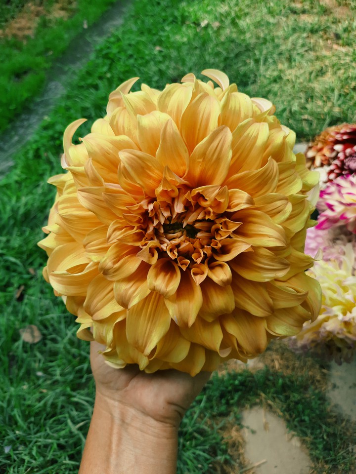 dahlias
