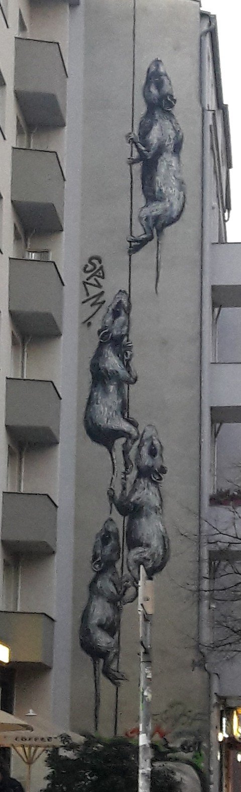 rats