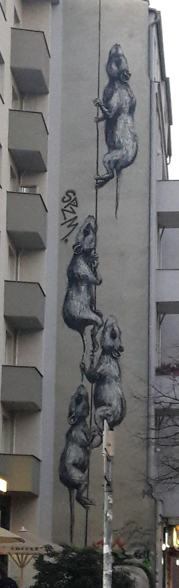 rats