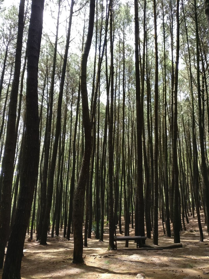 pine forest