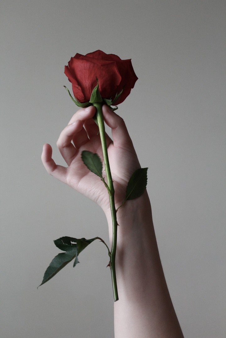 having a rose