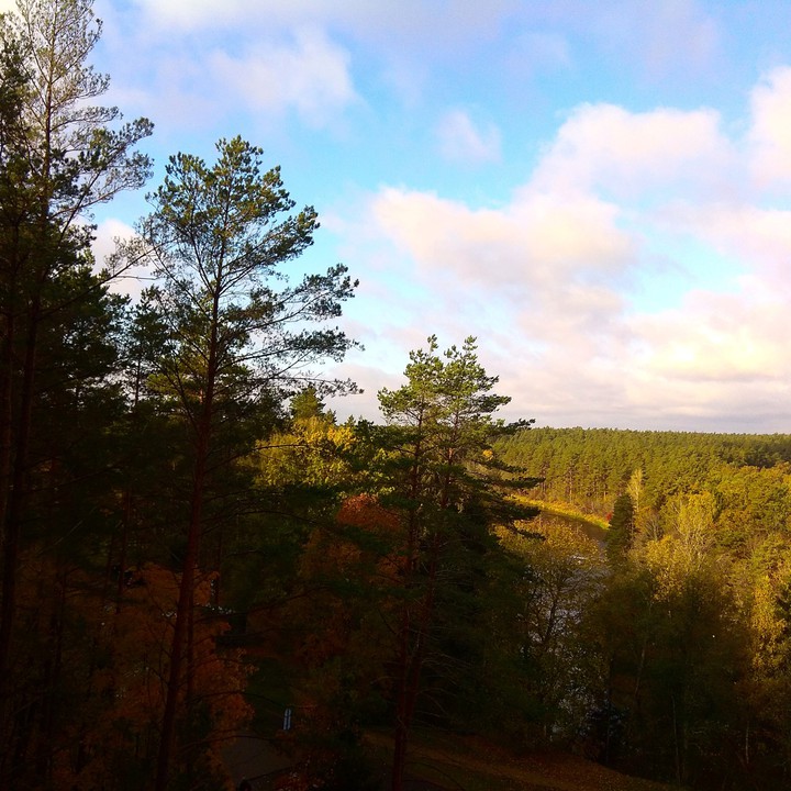 woods