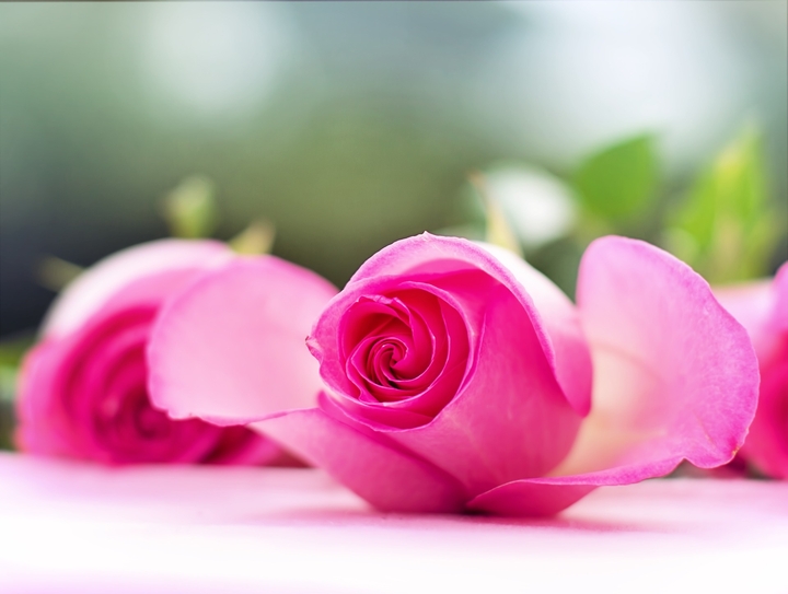 lovely rose for u
