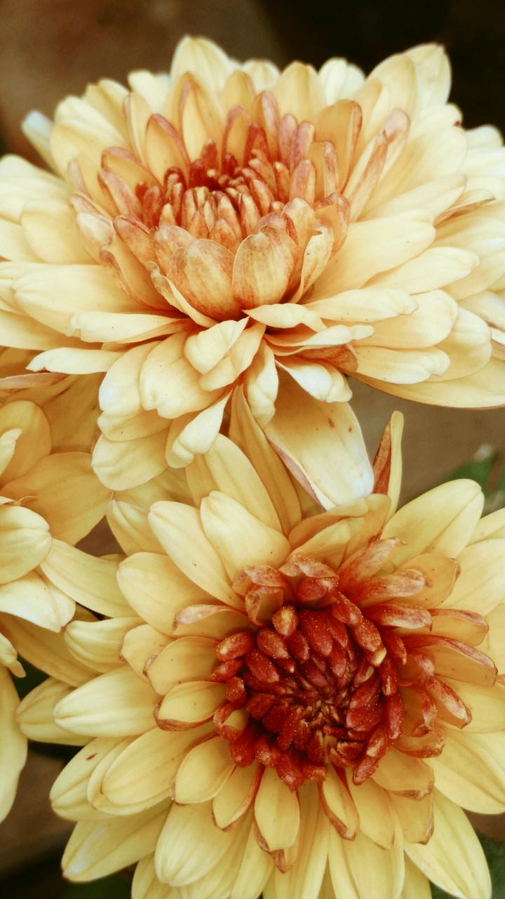 yellow red Shamanthge flower