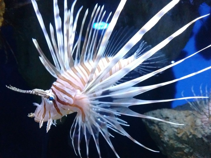Lionfish