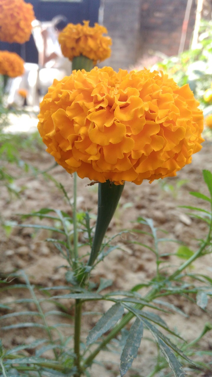 flowers
