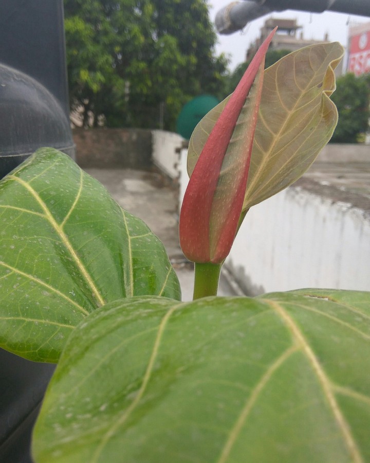 baby banyan