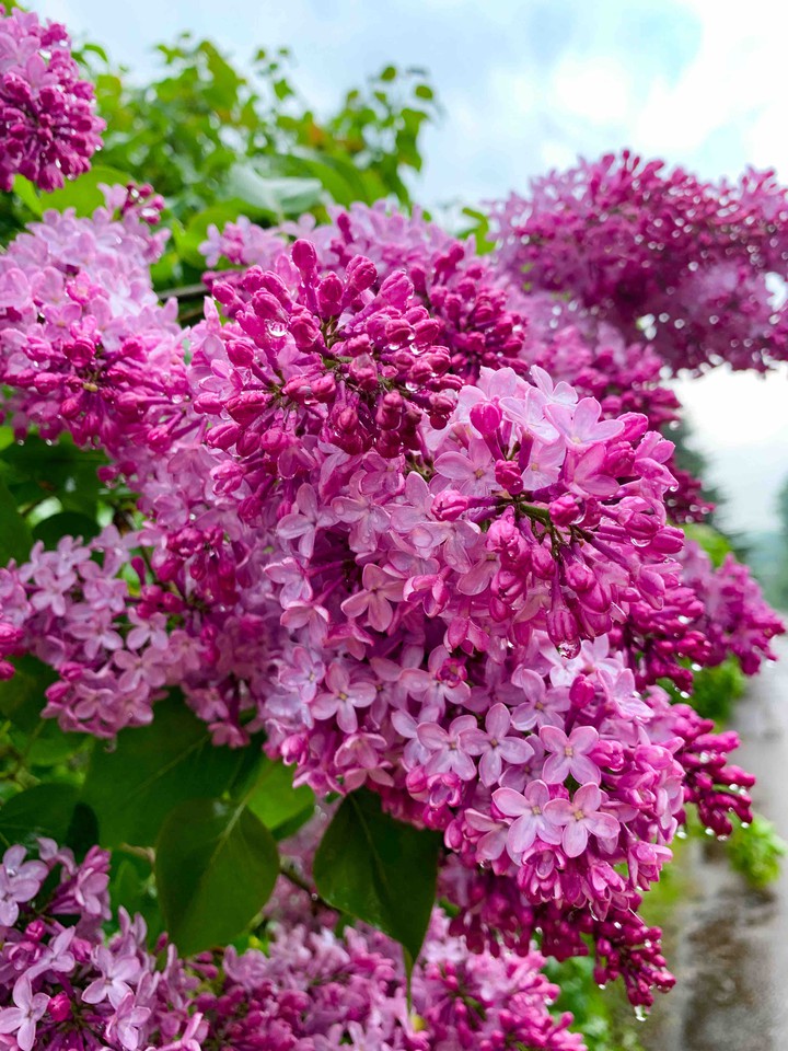 spring