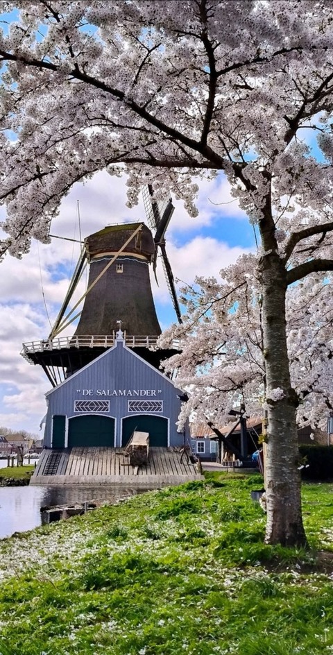 branch, Blossom duvar kağıtları