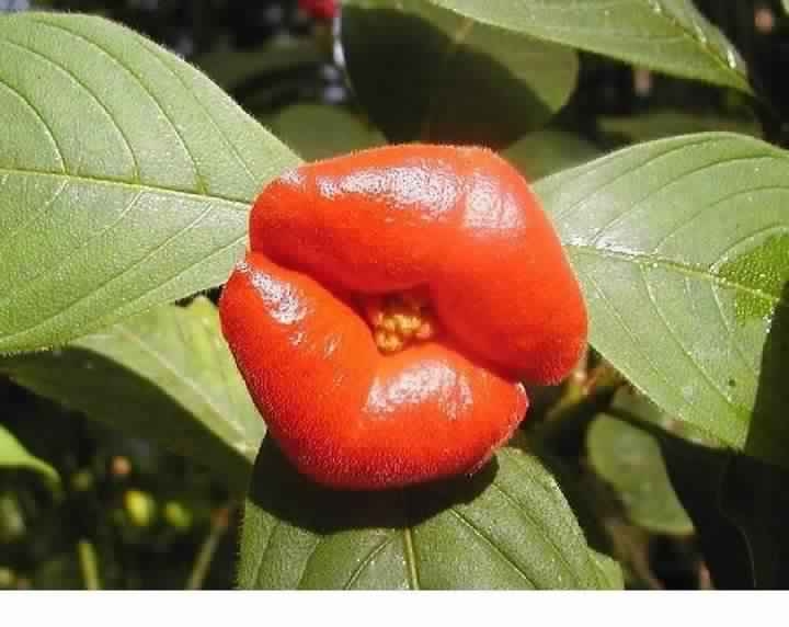 flower kiss