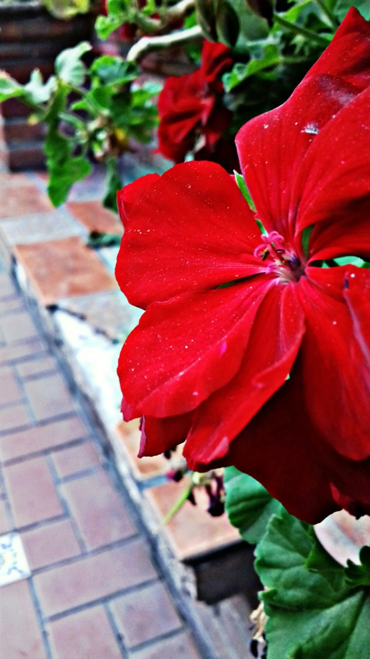 flores