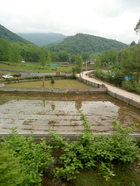 View.shomal