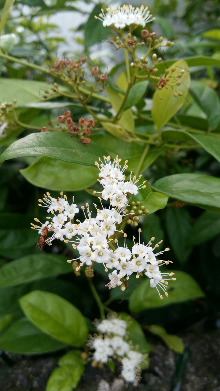 spring
