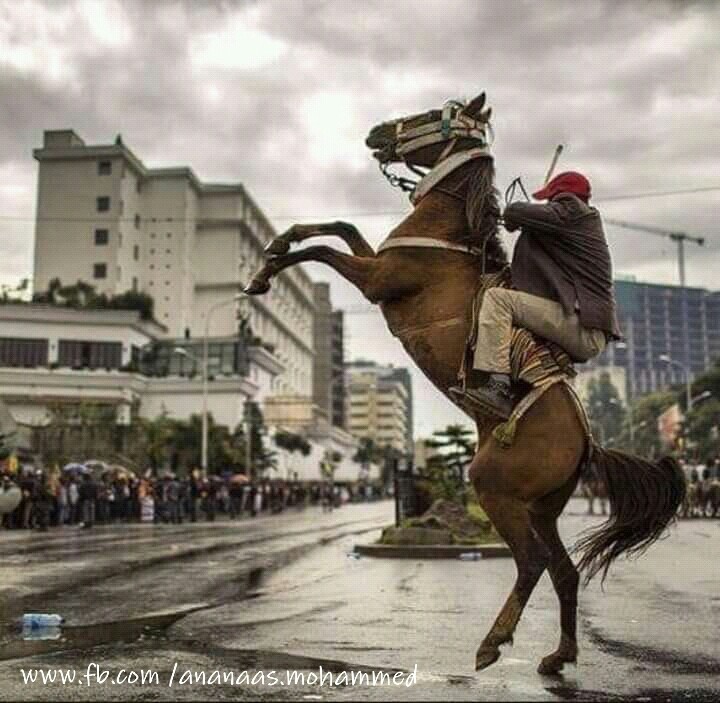 Oromo's Horseman (Abba ferda)