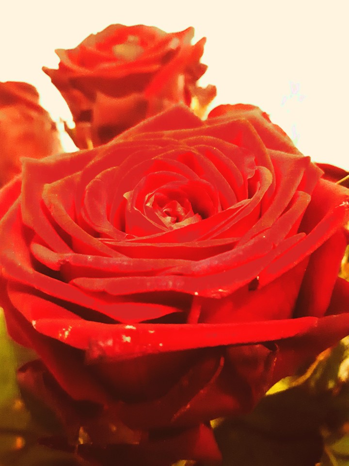 Roses