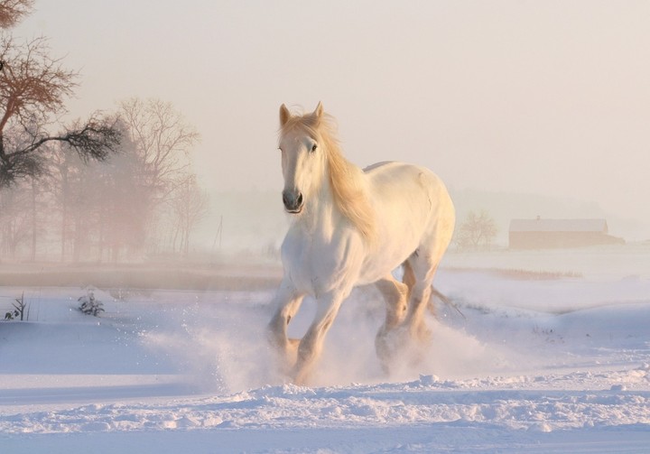 Snow Horse
