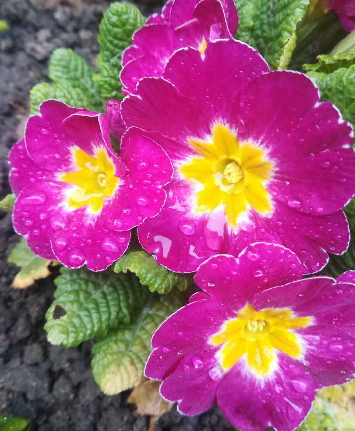 primula