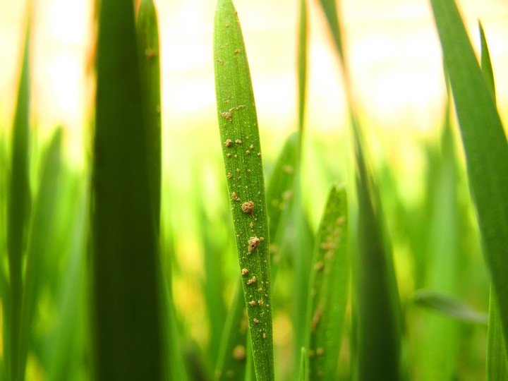 Wheat grass