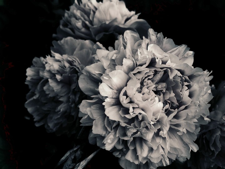 amazing pions