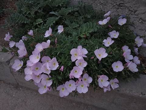 Без названия