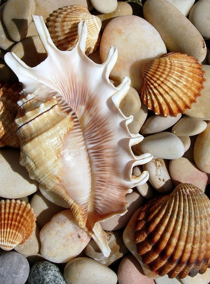 seeshells