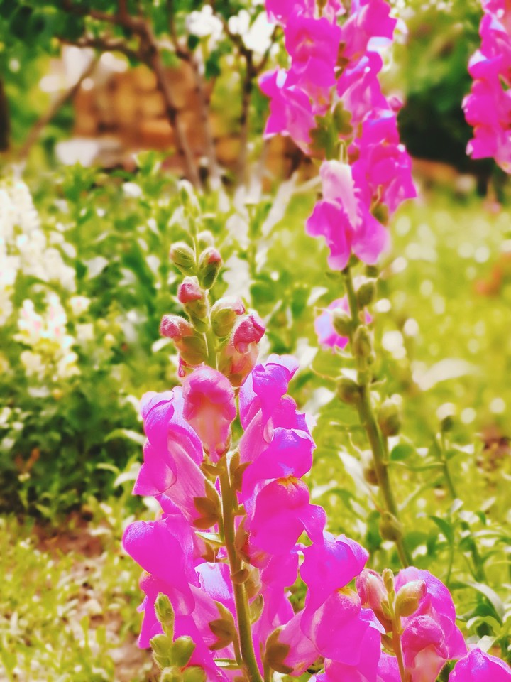 flower