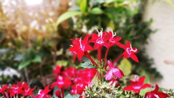 Wonderful red flower with blury background