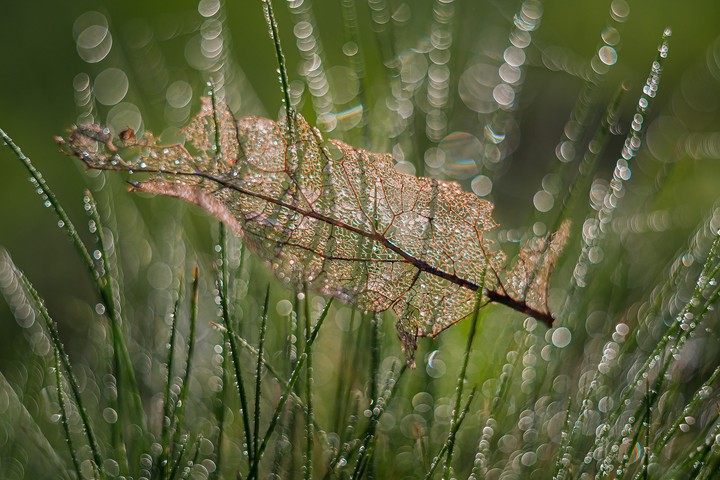 Leaf in grass
