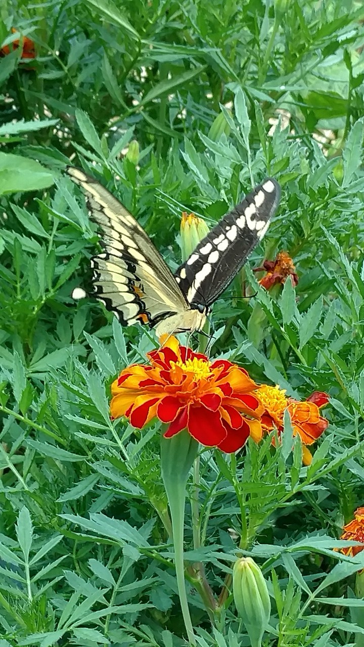 beauty in the garden