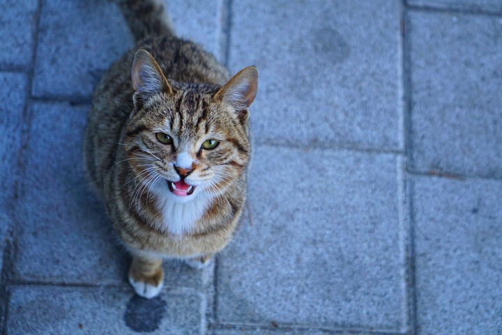cat