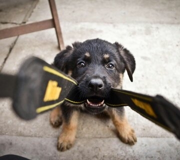 puppy