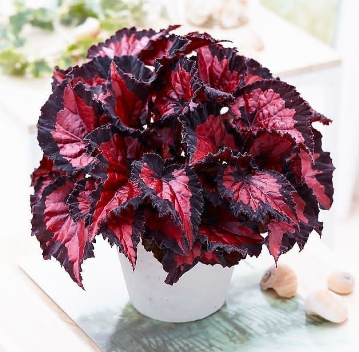 plant