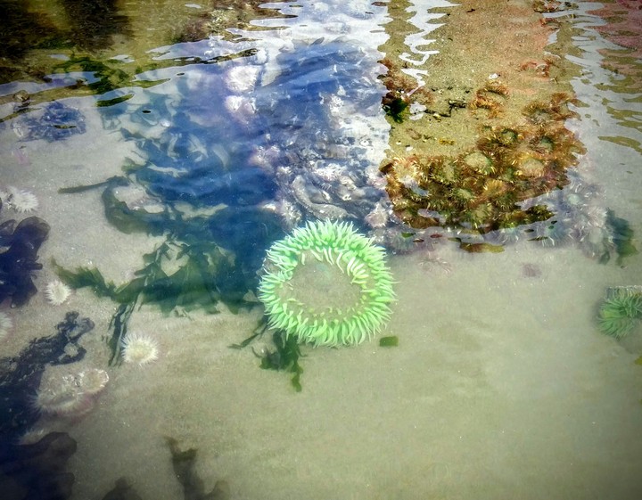 Tide Pool