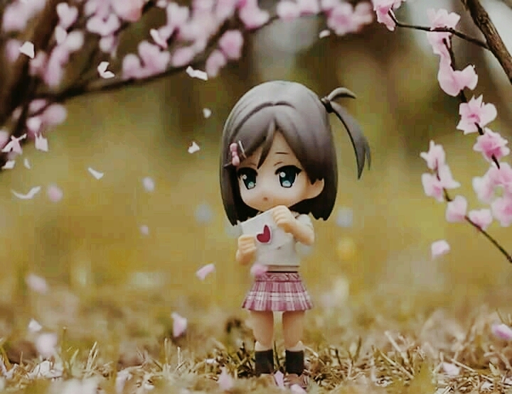 Cherry blossoms