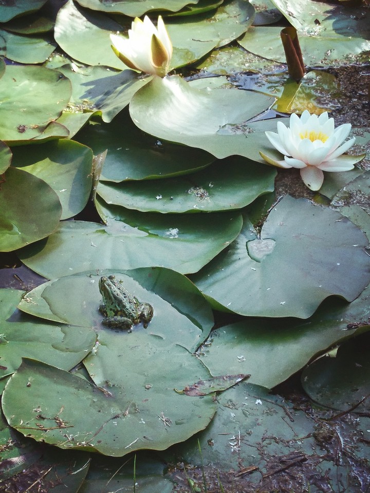 My Frog