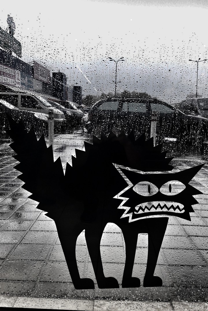 cat