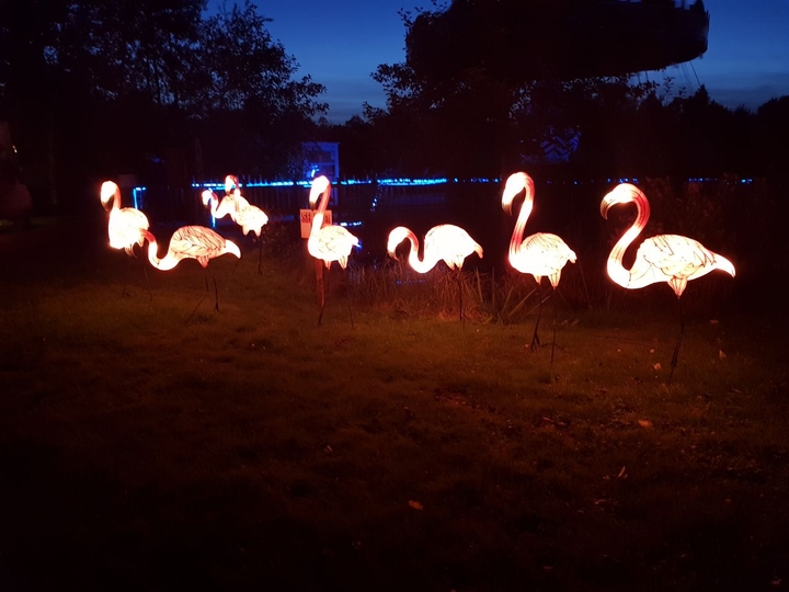 Flamingos